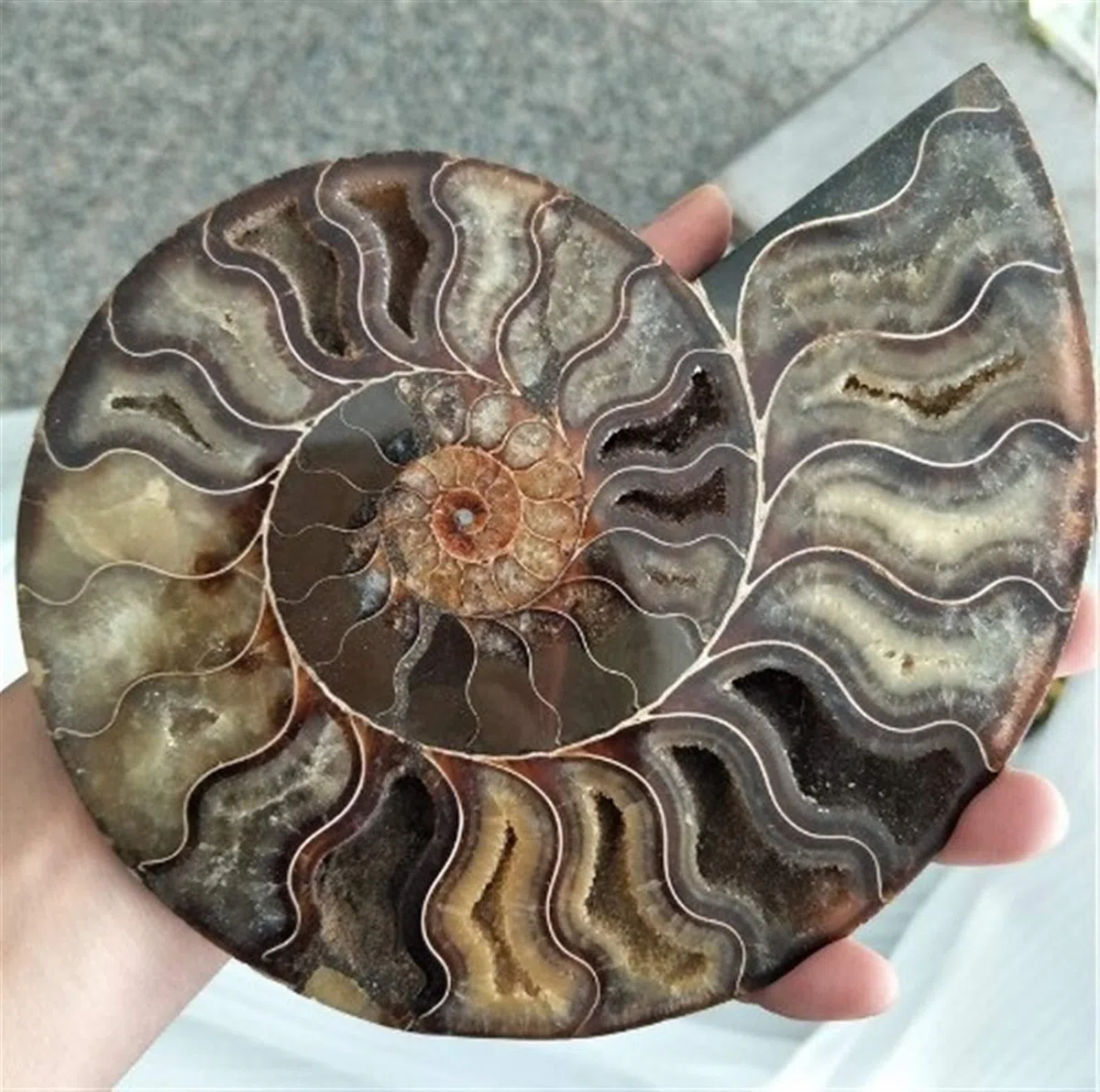 Fossiles de Grande Taille Ammonite Iridescent Stones Naturelles et Minéraux Specimen Accueil Décoration